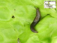 De gevlekte akkerslak - deroceras reticulatum - Tuinhier Oudenburg